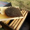 Nucléi hiverné (6 cadres d'abeilles)