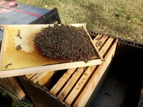 Nucléi hiverné (6 cadres d'abeilles)
