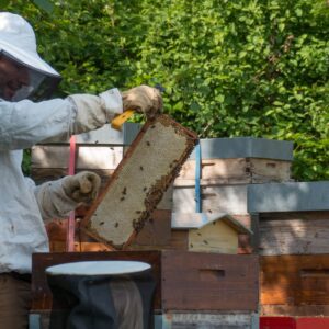 Parrainage d'une ruche 2019 - achat anticipé d'une récolte