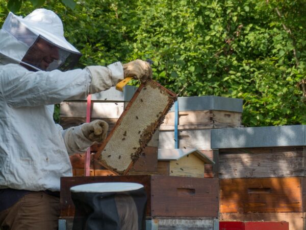 Parrainage d'une ruche 2019 - achat anticipé d'une récolte